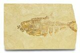 Bargain, Fossil Fish (Diplomystus) - Wyoming #289900-1